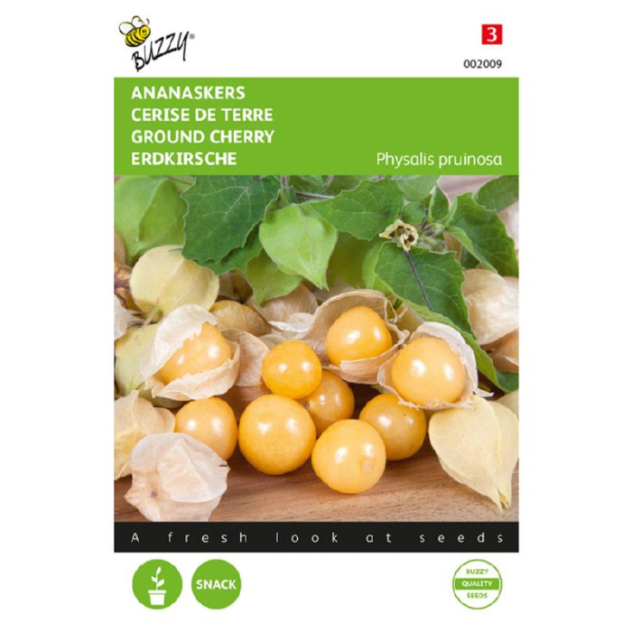 Jagode-Andenske-Buzzy® Physalis Edulis Golden Berry (Ph. Peruviana)-BZ002009