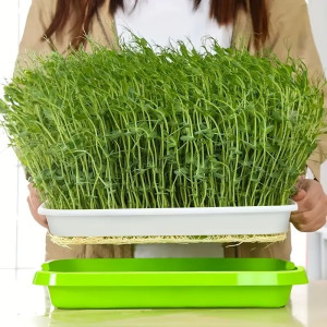 Microgreens Tray-10...