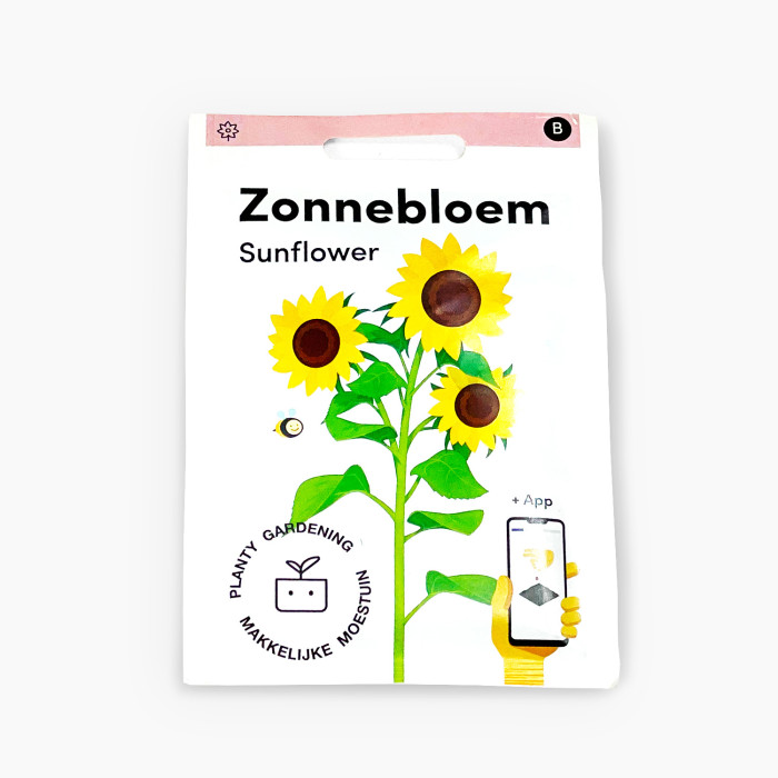 Suncokret-Zonnebloem-MM-exclusive