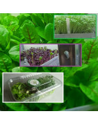 MICROGREENS