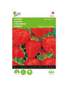 Seeds-strawberries