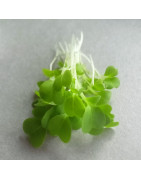 Microgreens